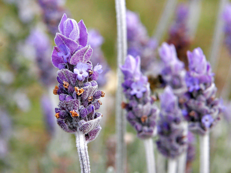 Two popular and well-researched herbs: Garlic and Lavender